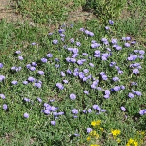 Convolvulus sabatius at Isaacs Ridge - 13 Jan 2019 10:03 AM