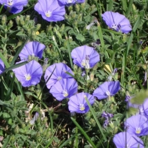 Convolvulus sabatius at Isaacs Ridge - 13 Jan 2019