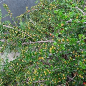 Cotoneaster horizontalis at Isaacs, ACT - 13 Jan 2019 09:48 AM