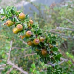 Cotoneaster horizontalis at Isaacs, ACT - 13 Jan 2019 09:48 AM