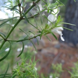 Westringia eremicola at Isaacs, ACT - 13 Jan 2019