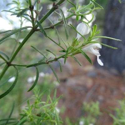 Westringia eremicola (Slender Western Rosemary) at Isaacs, ACT - 12 Jan 2019 by Mike