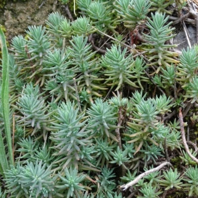 Sedum rupestre (Rocky Stonecrop or Deflexed Stonecrop) at Isaacs, ACT - 13 Jan 2019 by Mike