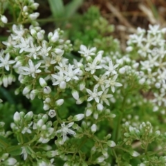 Sedum album (White Stonecrop) at Isaacs, ACT - 12 Jan 2019 by Mike