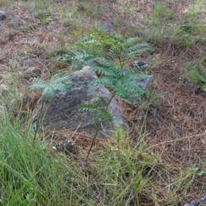 Acacia elata at Isaacs, ACT - 13 Jan 2019