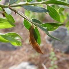 Acacia howittii at Isaacs, ACT - 13 Jan 2019