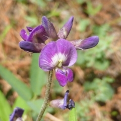 Glycine tabacina (Variable Glycine) at Isaacs, ACT - 12 Jan 2019 by Mike