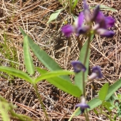 Glycine tabacina at Isaacs, ACT - 13 Jan 2019