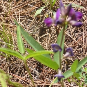 Glycine tabacina at Isaacs, ACT - 13 Jan 2019