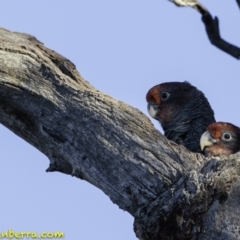 Callocephalon fimbriatum (Gang-gang Cockatoo) at Hughes, ACT - 12 Jan 2019 by BIrdsinCanberra