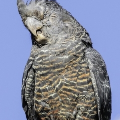 Callocephalon fimbriatum (Gang-gang Cockatoo) at Deakin, ACT - 11 Jan 2019 by BIrdsinCanberra