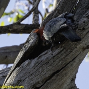 Callocephalon fimbriatum at Deakin, ACT - suppressed