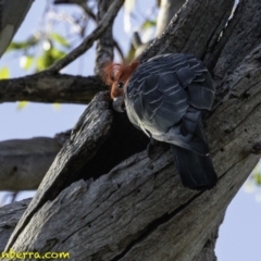 Callocephalon fimbriatum at Deakin, ACT - 12 Jan 2019