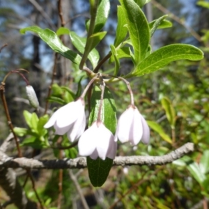 Billardiera heterophylla at Isaacs, ACT - 13 Jan 2019