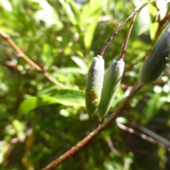 Billardiera heterophylla at Isaacs, ACT - 13 Jan 2019