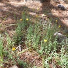 Hypericum gramineum (Small St Johns Wort) at Isaacs, ACT - 12 Jan 2019 by Mike