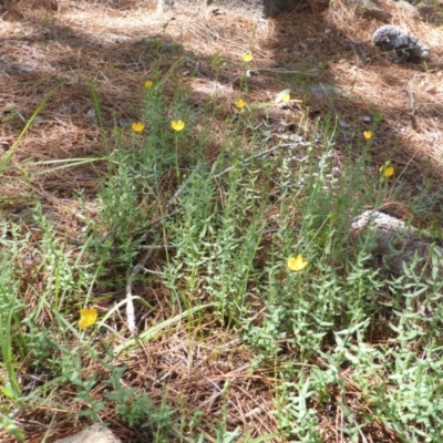 Hypericum gramineum (Small St Johns Wort) at Isaacs, ACT - 13 Jan 2019 by Mike