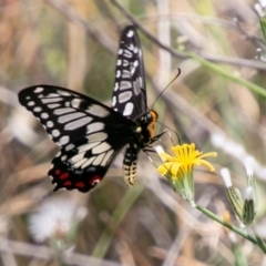 Papilio anactus (Dainty Swallowtail) at Chapman, ACT - 3 Jan 2019 by SWishart