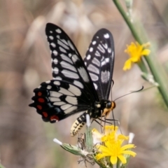 Papilio anactus at Chapman, ACT - 3 Jan 2019