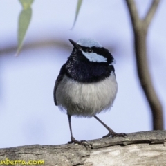 Malurus cyaneus (Superb Fairywren) at Deakin, ACT - 11 Jan 2019 by BIrdsinCanberra