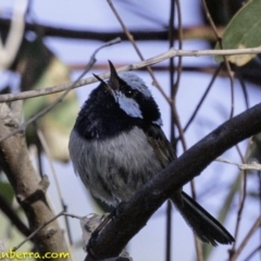 Malurus cyaneus at Deakin, ACT - 12 Jan 2019 07:34 AM