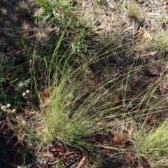 Eragrostis curvula (African Lovegrass) at Reid, ACT - 11 Jan 2019 by JanetRussell