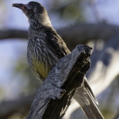 Anthochaera carunculata (Red Wattlebird) at Deakin, ACT - 12 Jan 2019 by JonSteinbeck