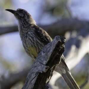 Anthochaera carunculata at Deakin, ACT - 12 Jan 2019