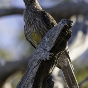 Anthochaera carunculata at Deakin, ACT - 12 Jan 2019