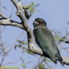 Eurystomus orientalis (Dollarbird) at Deakin, ACT - 12 Jan 2019 by JonSteinbeck