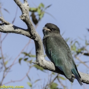 Eurystomus orientalis at Deakin, ACT - 12 Jan 2019