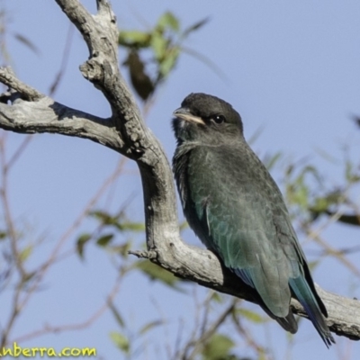 Eurystomus orientalis (Dollarbird) at Deakin, ACT - 12 Jan 2019 by JonSteinbeck