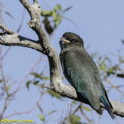 Eurystomus orientalis (Dollarbird) at Deakin, ACT - 11 Jan 2019 by BIrdsinCanberra