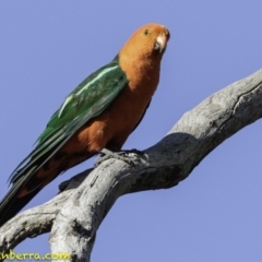 Alisterus scapularis (Australian King-Parrot) at Deakin, ACT - 12 Jan 2019 by JonSteinbeck