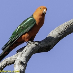 Alisterus scapularis at Deakin, ACT - 12 Jan 2019