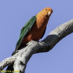 Alisterus scapularis at Deakin, ACT - 12 Jan 2019