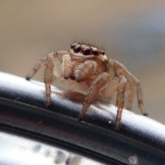 Maratus griseus (Jumping spider) at Spence, ACT - 9 Jan 2019 by Laserchemisty