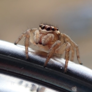 Maratus griseus at Spence, ACT - 10 Jan 2019 07:52 AM