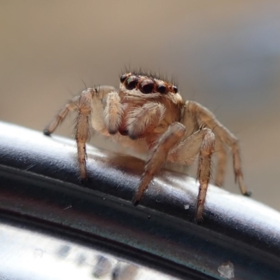 Maratus griseus (Jumping spider) at Spence, ACT - 10 Jan 2019 by Laserchemisty