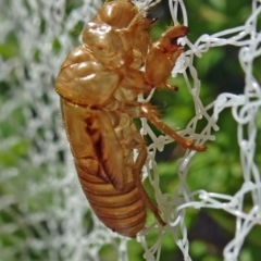 Cicadettini sp. (tribe) (Cicada) at Isaacs, ACT - 13 Jan 2019 by galah681