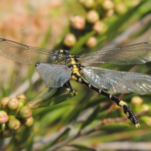 Austrogomphus cornutus at Tuggeranong, ACT - 18 Dec 2018