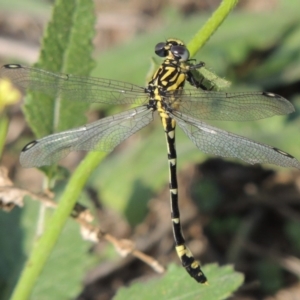 Austrogomphus cornutus at Tuggeranong, ACT - 18 Dec 2018 06:45 PM