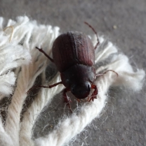 Melolonthinae sp. (subfamily) at Reid, ACT - 11 Jan 2019