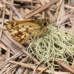 Anisynta monticolae (Montane grass-skipper) at Paddys River, ACT - 5 Jan 2019 by SWishart