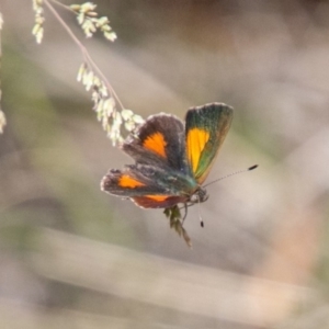 Paralucia aurifera at Paddys River, ACT - 5 Jan 2019 02:57 PM