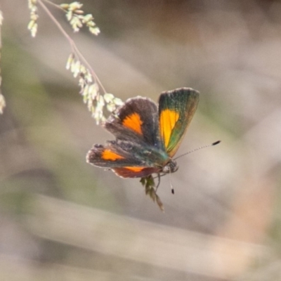 Paralucia aurifera (Bright Copper) at Tidbinbilla Nature Reserve - 5 Jan 2019 by SWishart