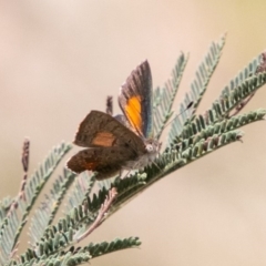 Paralucia aurifera at Paddys River, ACT - 5 Jan 2019 02:57 PM