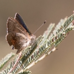 Paralucia aurifera at Paddys River, ACT - 5 Jan 2019