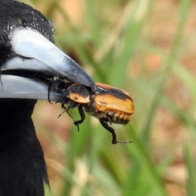 Chondropyga dorsalis (Cowboy beetle) at Fyshwick, ACT - 13 Jan 2019 by RodDeb