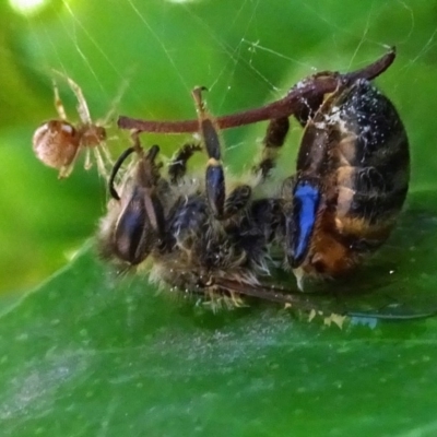 Theridiidae (family) (Comb-footed spider) at Isaacs, ACT - 11 Jan 2019 by galah681